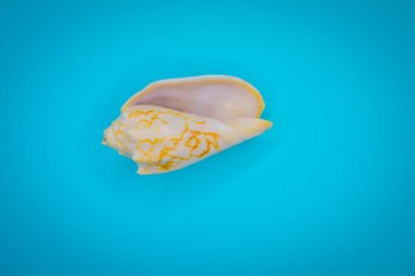 Mavi arka planda deniz kabukları