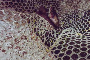 Gölde alabalık avı