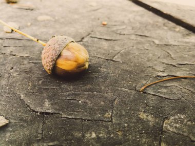 Sarı meşe palamudu.