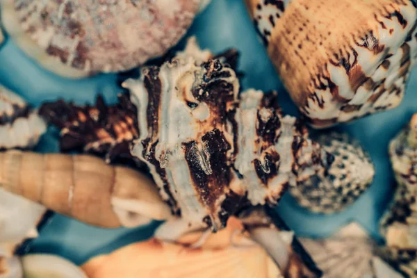 Mavi arka planda deniz kabukları