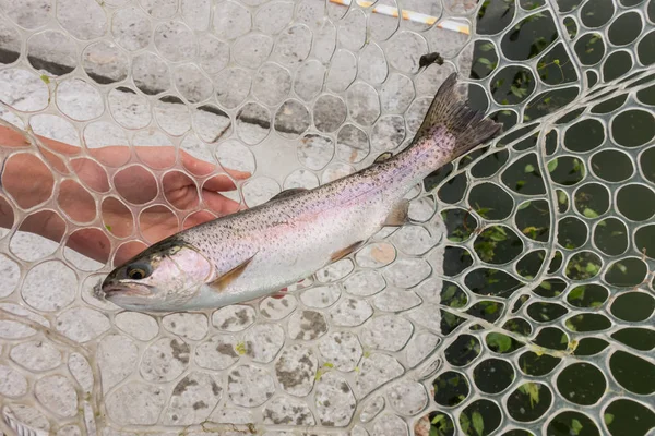 Trout fishing on the lake — Stock Photo, Image