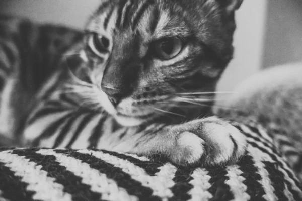 Lindo Gato Bengala —  Fotos de Stock