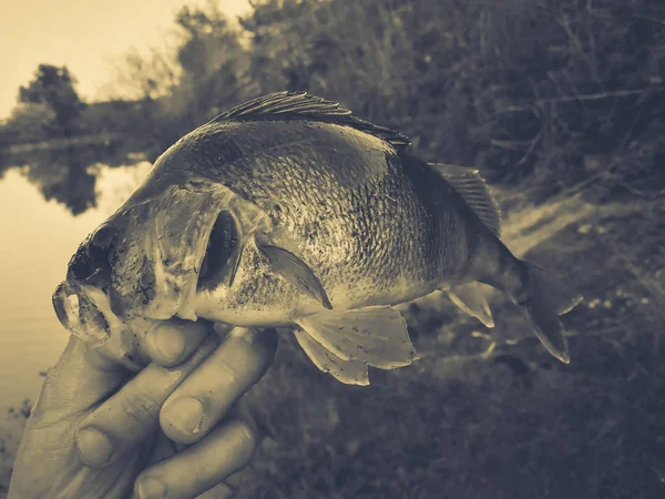 Il pescatore tiene in mano un pesce — Foto Stock