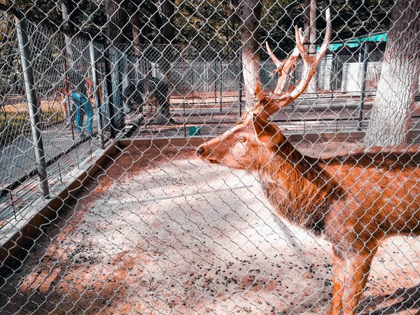 Deer in the enclosure — Stock Photo, Image