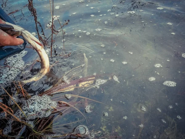 Contesto su un tema di pesca — Foto Stock