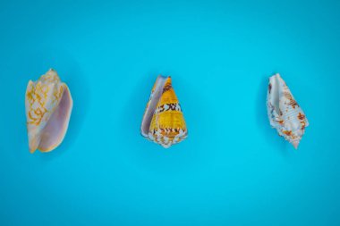 Mavi arka planda deniz kabukları