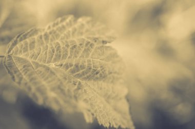 Yeşil yaprak, kapat