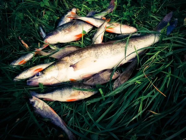 Fångad Fisk Gräset — Stockfoto