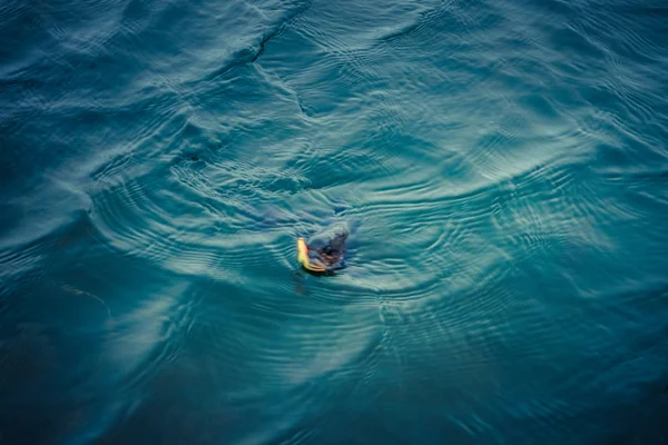 Pesca da truta no lago — Fotografia de Stock