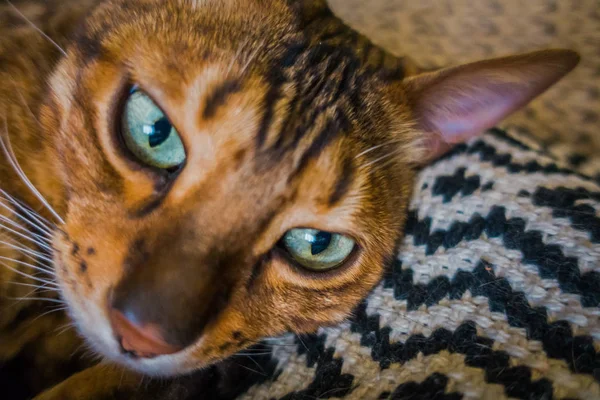 Cute Cat Bengal — Stock Photo, Image