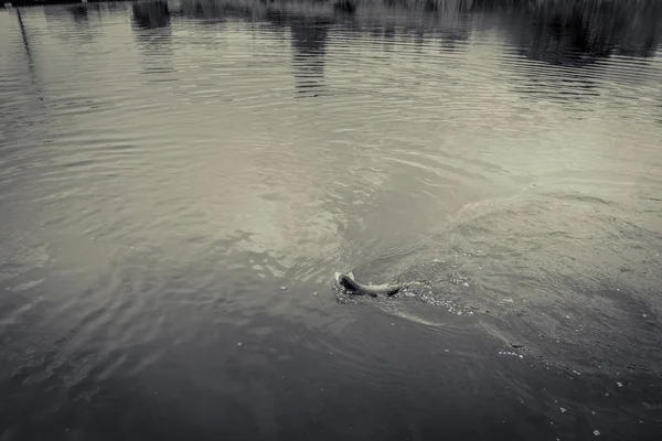 Pesca da truta no lago — Fotografia de Stock