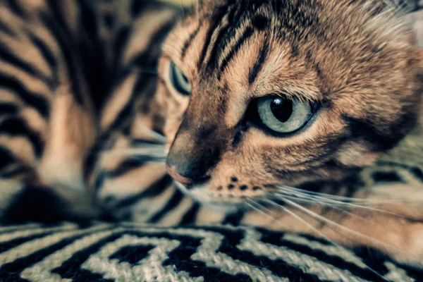 Gato Bonito Bengala — Fotografia de Stock