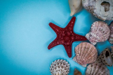 Mavi arka planda deniz kabukları