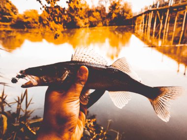 bir elinde bir göl kenarında balık yakaladı