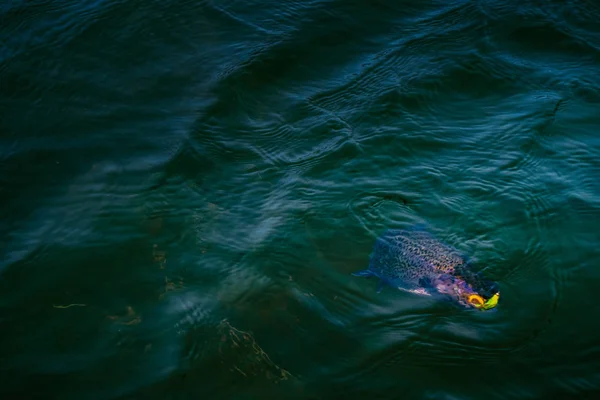 Pesca da truta no lago — Fotografia de Stock