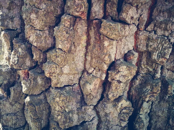 Casca da árvore fechar — Fotografia de Stock