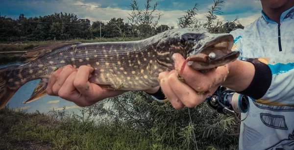 Pesca del luccio sul lago — Foto Stock