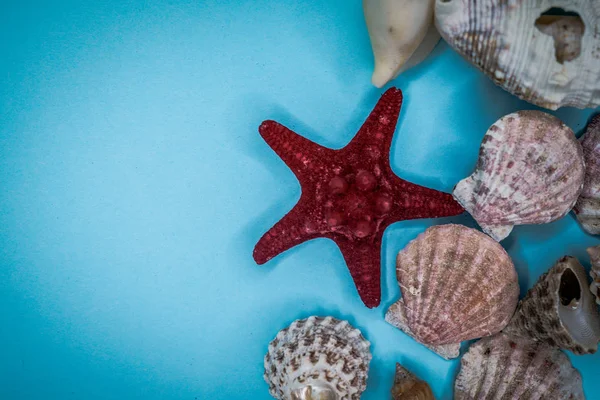 Mavi arka planda deniz kabukları