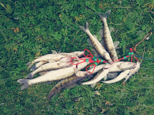 Ett gäng fångad fisk på gräset — Stockfoto