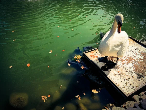 Cisne blanco en un estanque —  Fotos de Stock