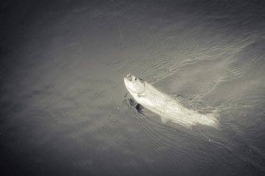 Gölde alabalık avı