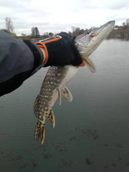 Pesca Del Luccio Sul Lago — Foto Stock