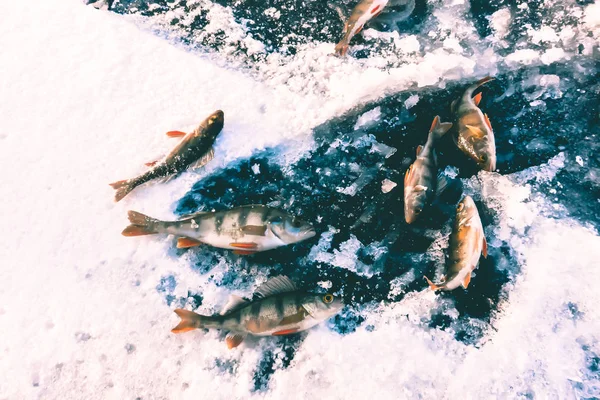 Hielo Invierno Pasatiempo Pesca —  Fotos de Stock