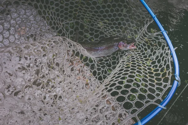 Trout fishing on the lake — Stock Photo, Image