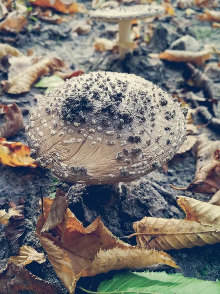 Edible fly agaric — стоковое фото