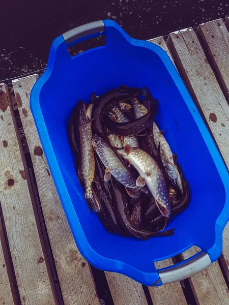 Bakgrunden på en fiske-tema — Stockfoto