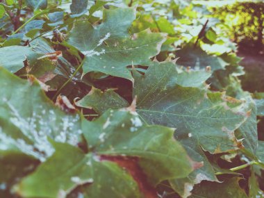 yeşil akçaağaç arka plan bırakır