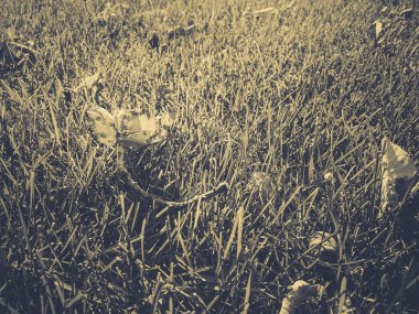 Kuru yapraklar yeşil çimlerde