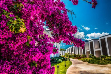 Güzel tatil beldesi. Yeşil ve çiçekler