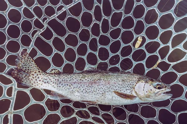 Área Pesca Truta Perto — Fotografia de Stock