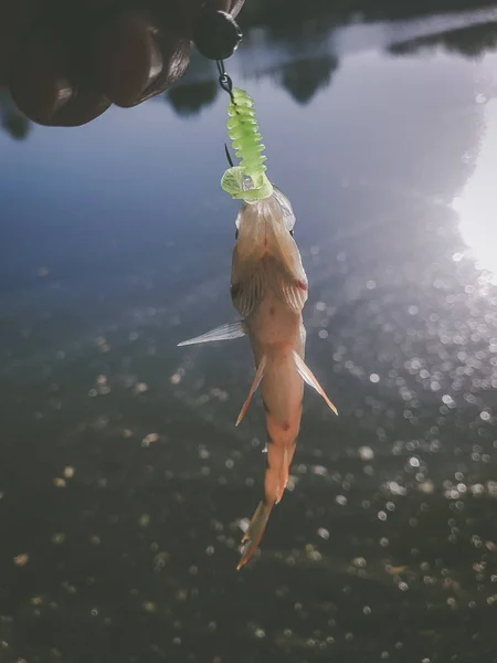 Zander Pesca Río — Foto de Stock