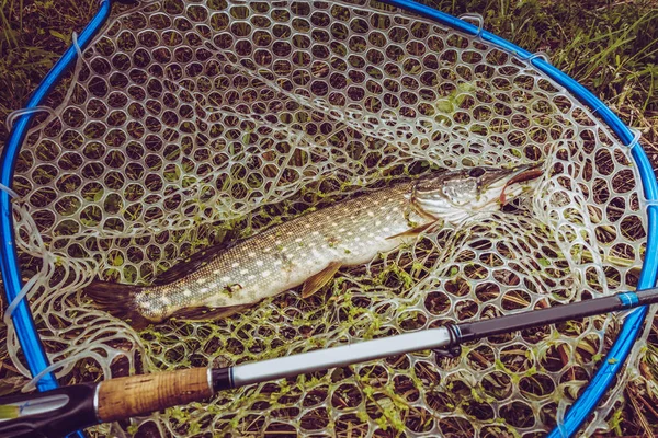 Pike rybaření na jezeře — Stock fotografie