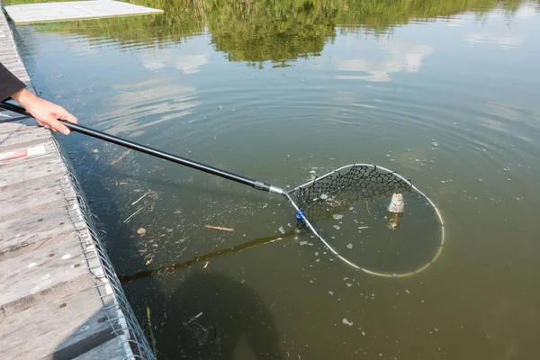 Forel vissen op het meer — Stockfoto