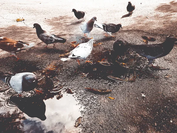 Doves in the park — Stock Photo, Image