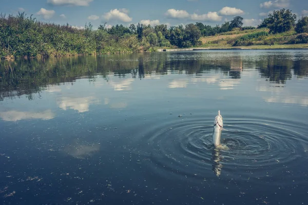 Pesca Lucio Lago —  Fotos de Stock