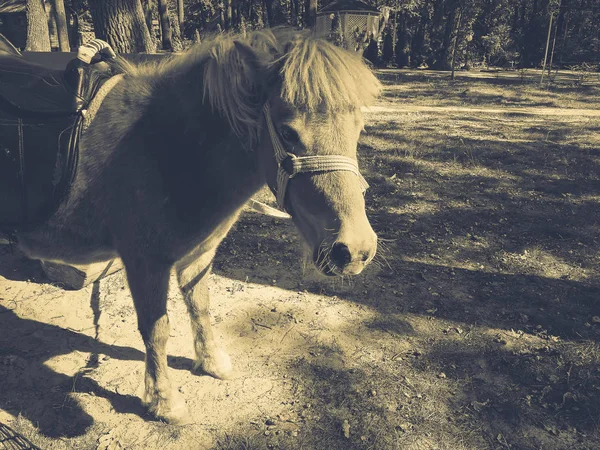 Pony op het gazon in de zomer — Stockfoto