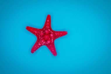 Mavi arka planda deniz kabukları