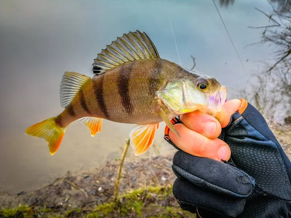 Hintergrund zu einem Fischereithema — Stockfoto