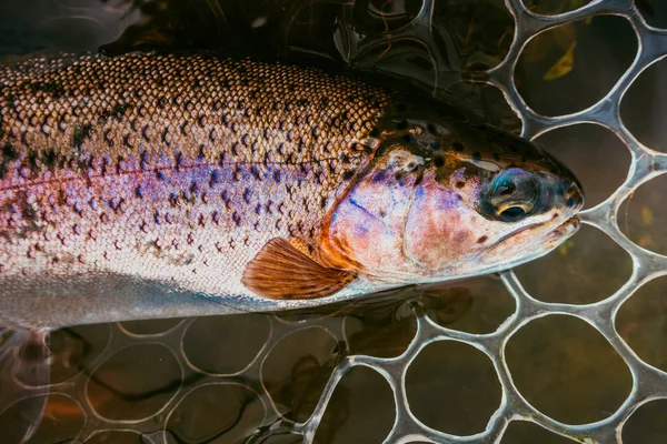 Zone Pêche Truite Gros Plan — Photo