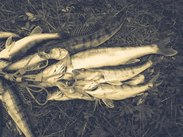 Um monte de peixes capturados na grama — Fotografia de Stock