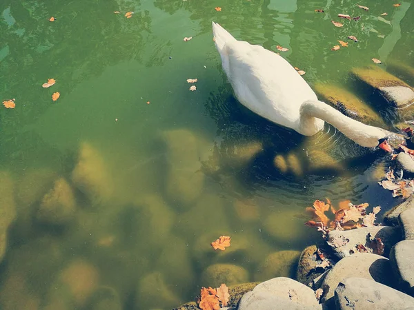 Cisne branco em um lago — Fotografia de Stock