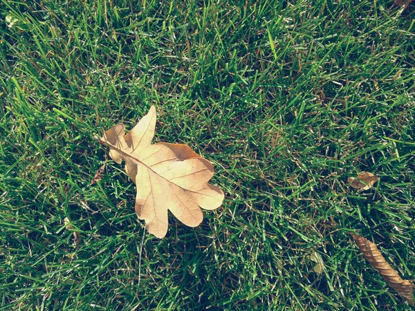 Folhas secas na grama verde — Fotografia de Stock