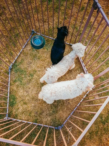 Drei Hunde im Käfig — Stockfoto