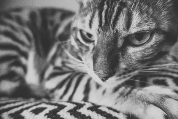 Niedliche Katze Von Bengal — Stockfoto