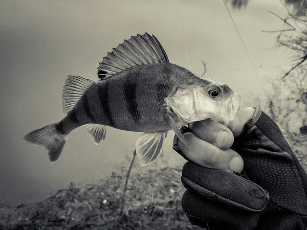 Contesto su un tema di pesca — Foto Stock