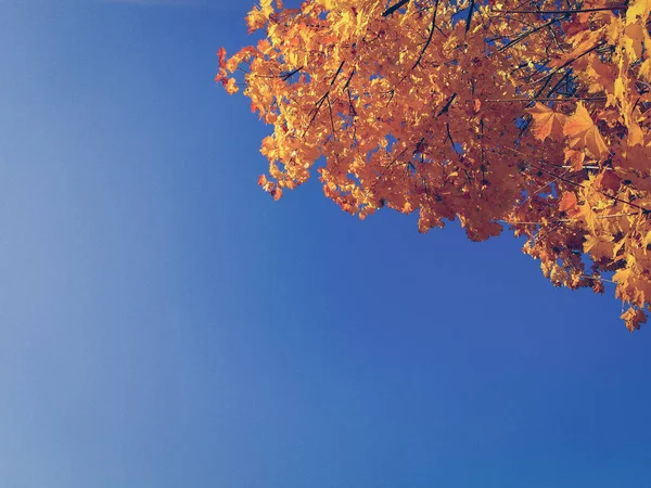 Lindo bordo amarelo. Outono — Fotografia de Stock